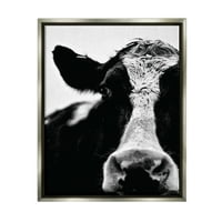 Stupell Industries krava crna i bijela izbliza izbliza sjaj sive uokvirene plutajuće platno Zidna umjetnost,