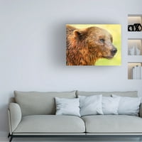 Ben Heine 'Cute Bear 2' Platno Art
